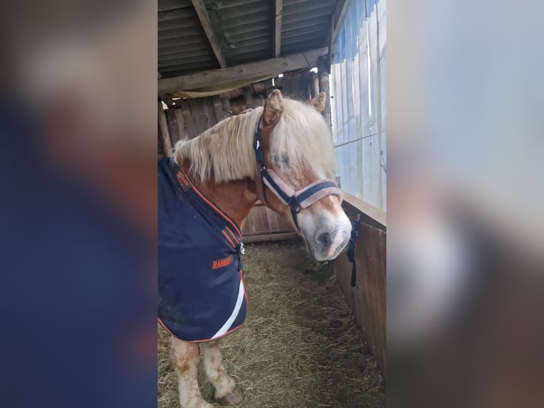Horseware Irland Rambo Turnout 50g 145cm