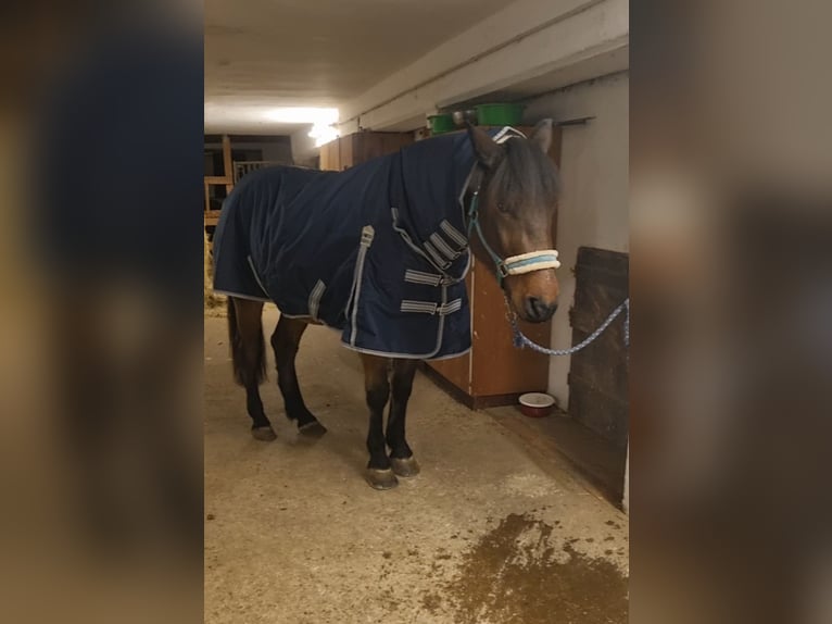 Outdoordecke 145 Fullneck 50g 