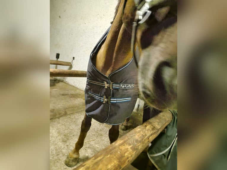 Outdoordecke von 0g-300g