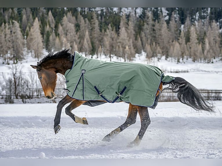 Thermo Master Winterdecke Outdoor Pferd 125cm