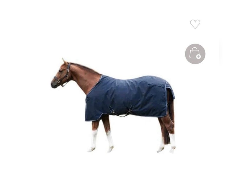DOMINICK REGENDECKE PADDOCK NEW RUG LITE