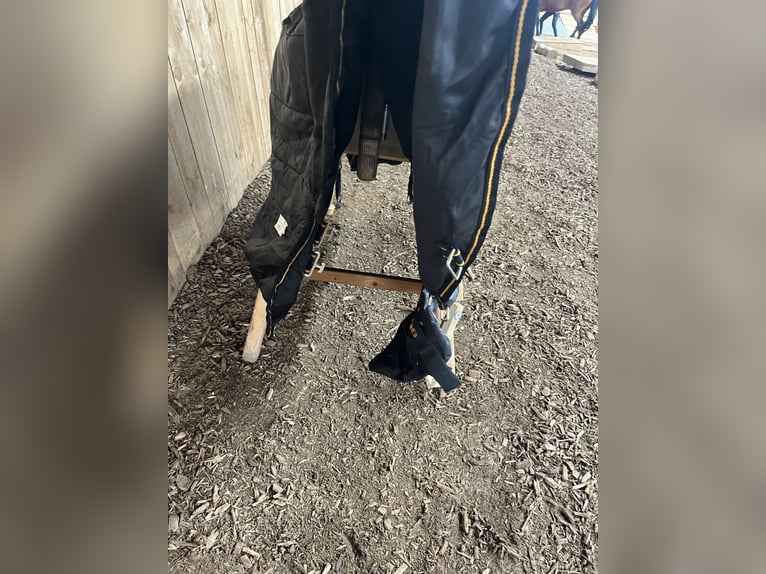 Stalldecke von Bucas