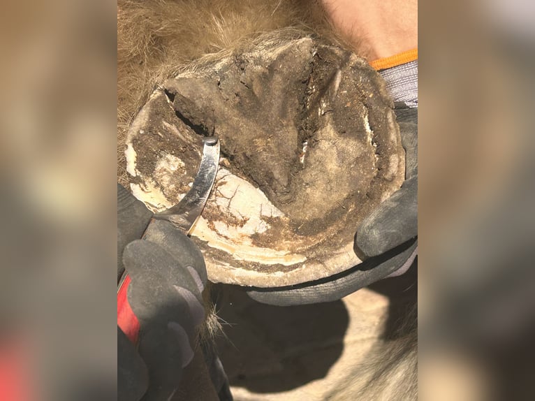 ganzheitliche Hufbearbeitung, noch vereinzelt Kundenannahme