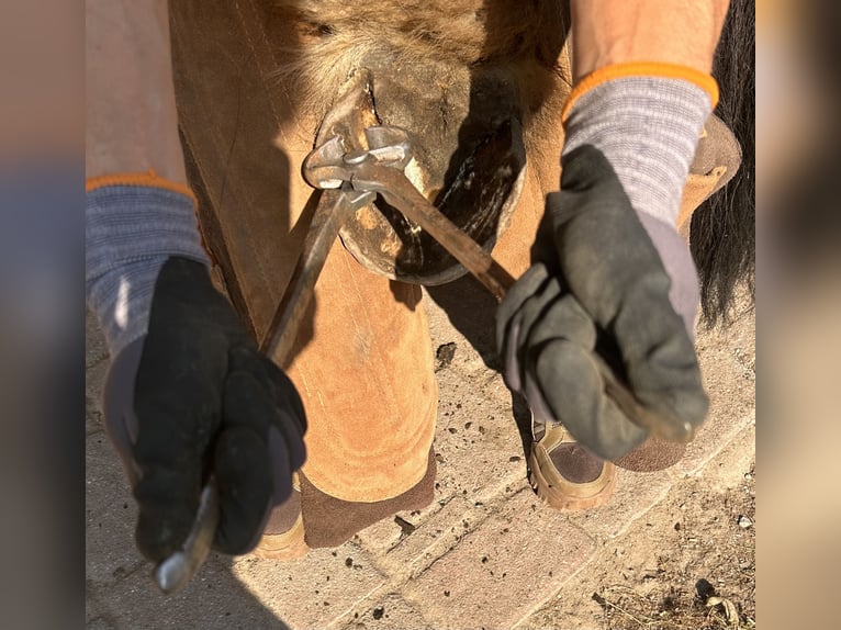 ganzheitliche Hufbearbeitung, noch vereinzelt Kundenannahme