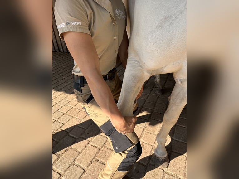 ganzheitliche Hufbearbeitung, noch vereinzelt Kundenannahme