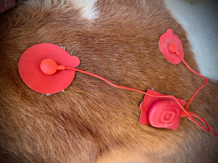 ganzheitliche Hufbearbeitung, noch vereinzelt Kundenannahme