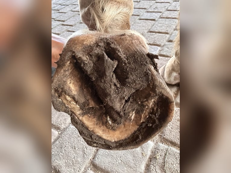 ganzheitliche Hufbearbeitung, noch vereinzelt Kundenannahme