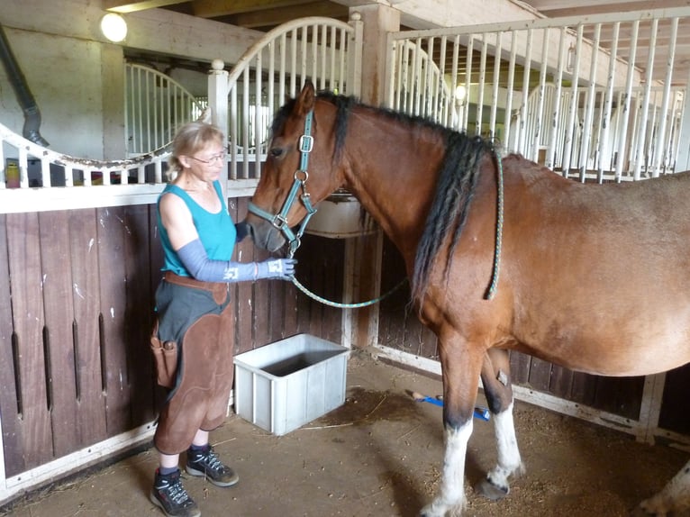 Huforthopädin (DIFHO) Huforthopädie Hufbearbeitung Barhuf