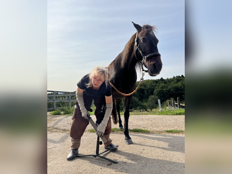 Huforthopädin (DIFHO) Huforthopädie Hufbearbeitung Barhuf