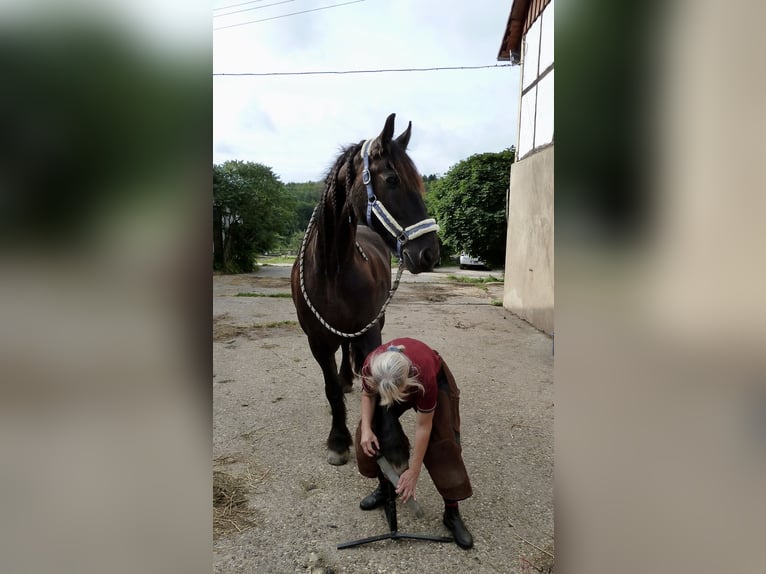 Huforthopädin (DIFHO) Huforthopädie Hufbearbeitung Barhuf