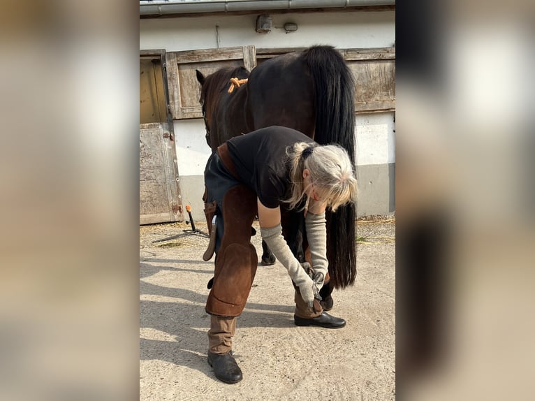 Huforthopädin Huforthopädie Hufbearbeitung Barhuf
