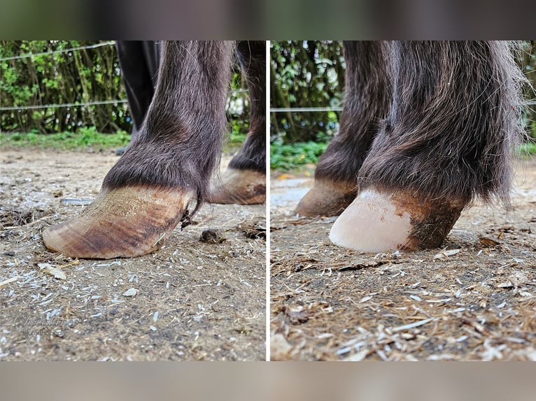 Professionelle Barhufbearbeitung