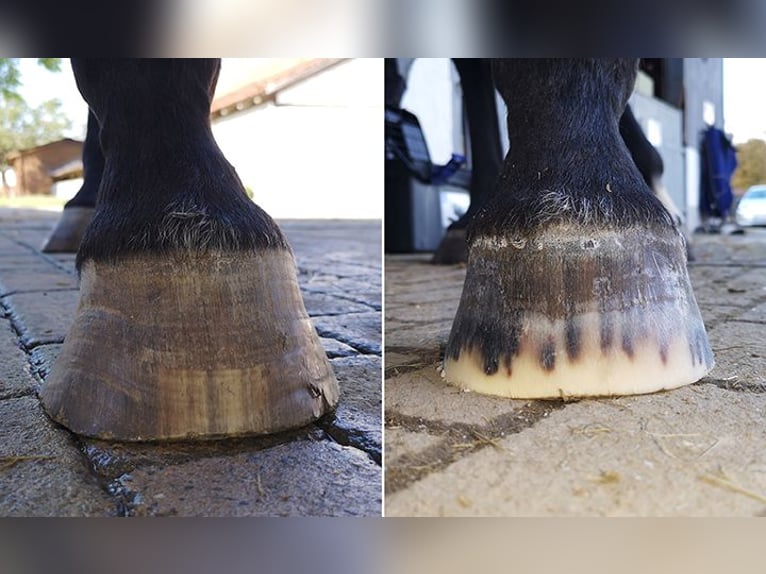 Professionelle Barhufbearbeitung