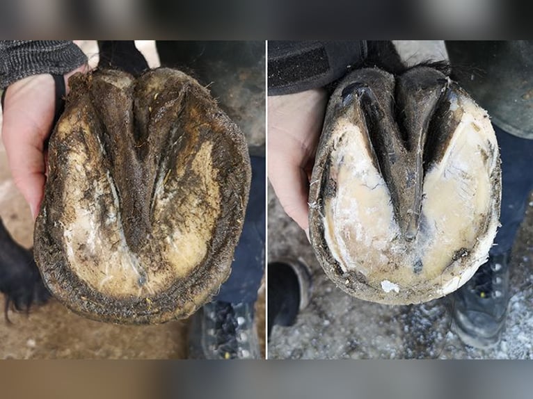 Professionelle Barhufbearbeitung