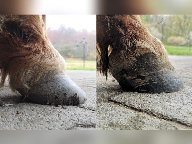 Professionelle Barhufbearbeitung