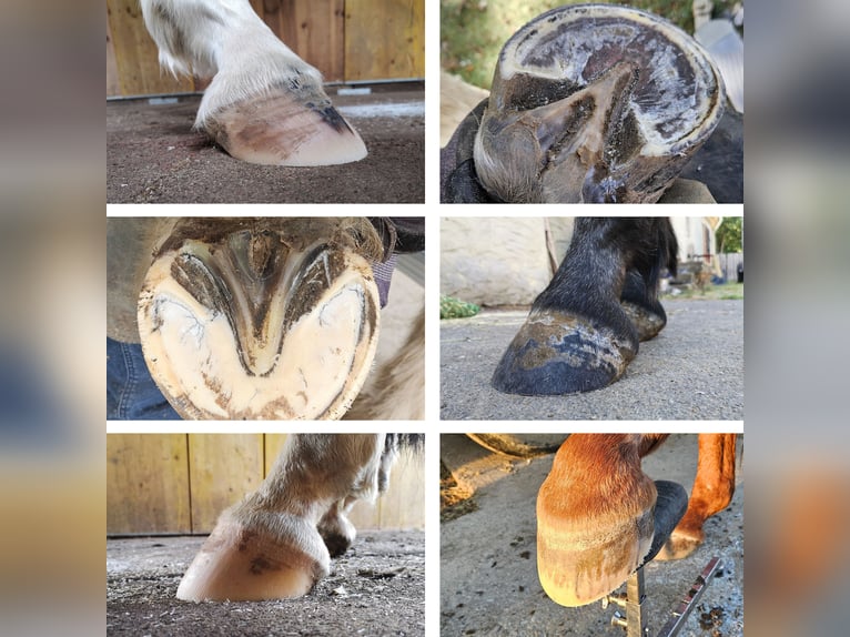 Professionelle Barhufbearbeitung