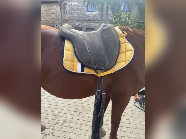 Brockamp Sattelpad/Reitpad in Grau