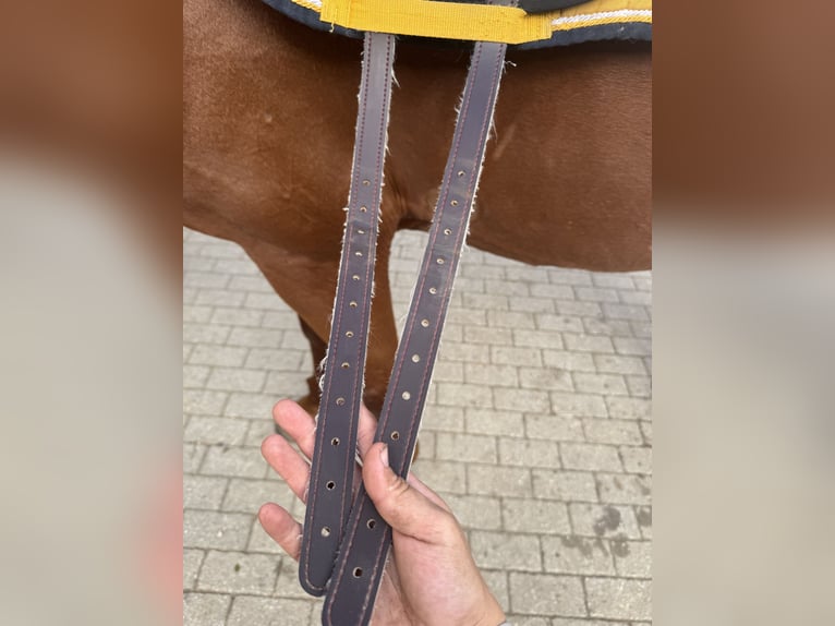 Brockamp Sattelpad/Reitpad in Grau