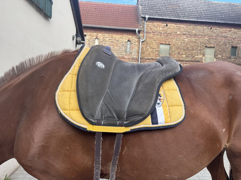 Brockamp Sattelpad/Reitpad in Grau