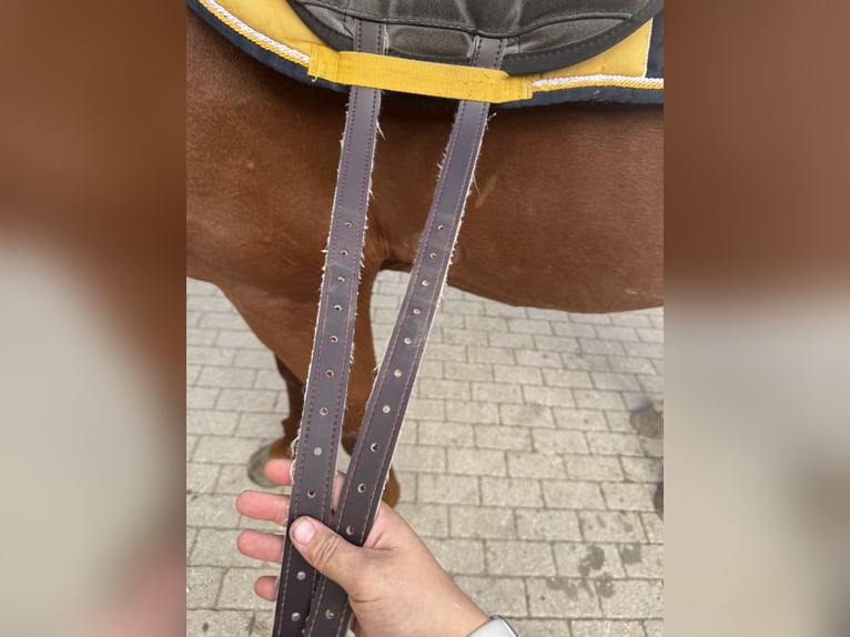 Brockamp Sattelpad/Reitpad in Grau