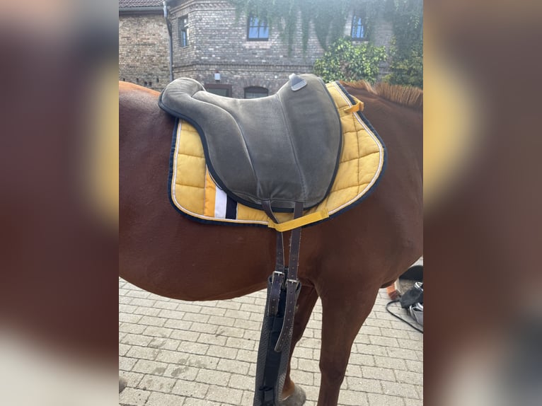 Brockamp Sattelpad/Reitpad in Grau