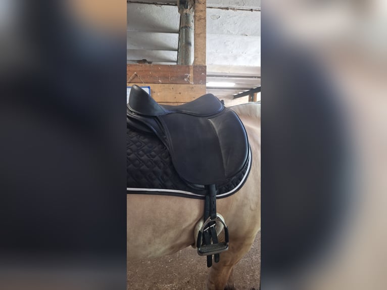 Freeform Flex Protect Dressage Baumlos 17,5