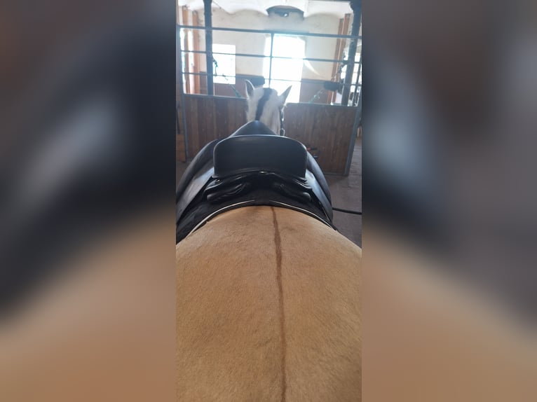 Freeform Flex Protect Dressage Baumlos 17,5