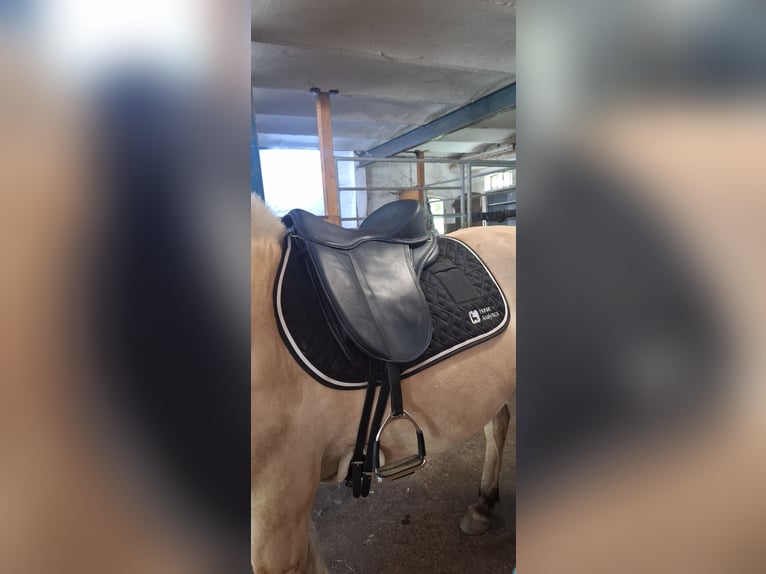 Freeform Flex Protect Dressage Baumlos 17,5