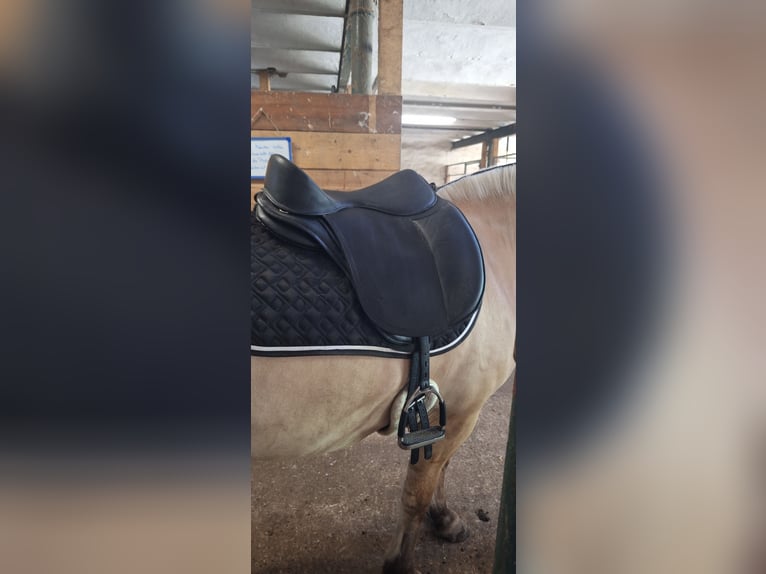 Freeform Flex Protect Dressage Baumlos 17,5