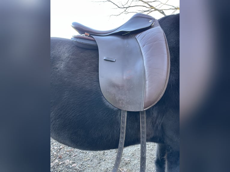 Lederbaumsattel Hidalgo