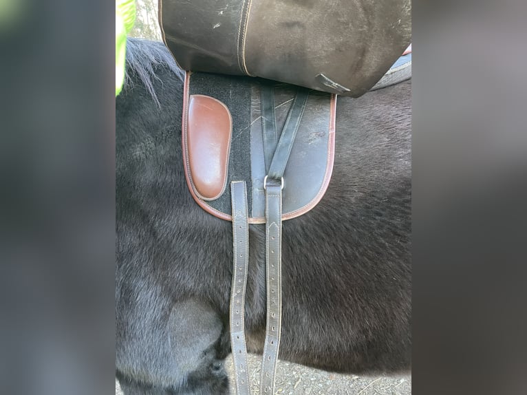 Lederbaumsattel Hidalgo