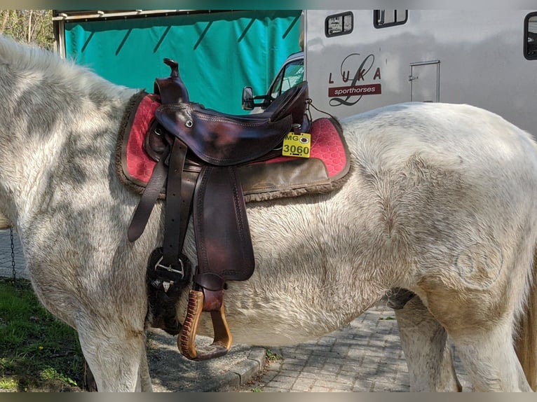 Schöner Baumloser Sattel von Deuber & Partner