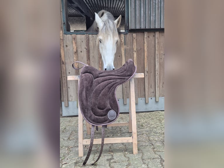 Signum Pad Dressage in Schoko, größe L zu verkaufen