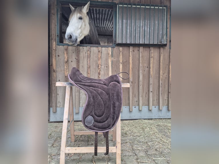 Signum Pad Dressage in Schoko, größe L zu verkaufen