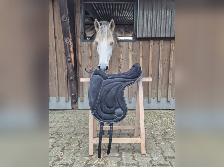 Signum Pad Dressage in Schwarz, größe L 