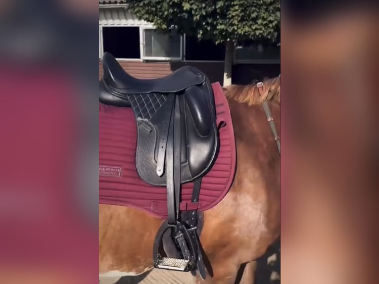 16,5“ Dressursattel