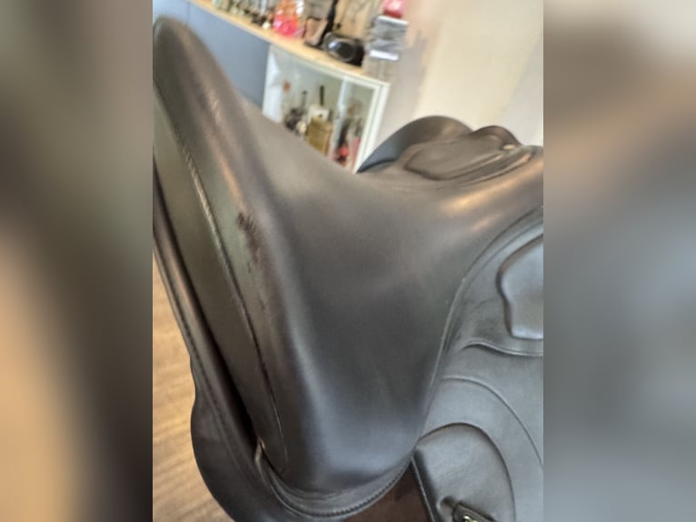Amerigo Ceriva II 17‘5 Zoll