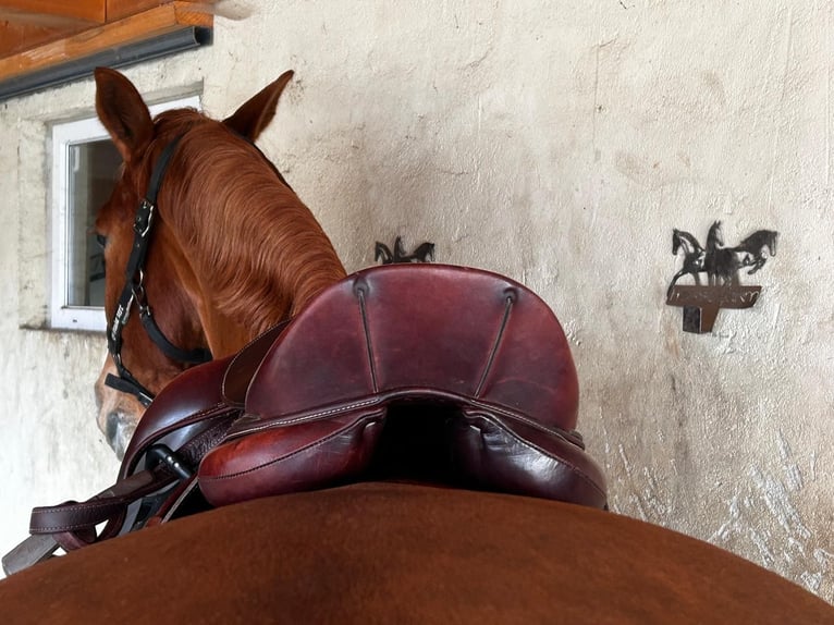 Antarès Cadence Dressursattel – 17,5 L – handmade in France