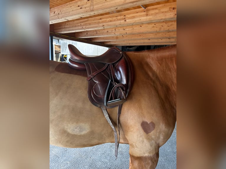 Antarès Cadence Dressursattel – 17,5 L – handmade in France