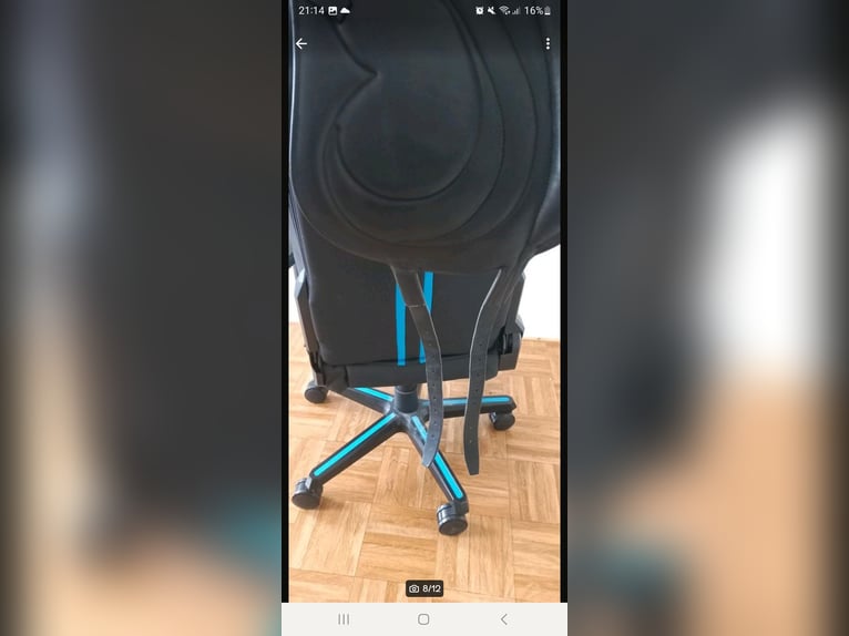 Antares Dressursattel Cadence 17,5 Zoll 31cm kammerweite