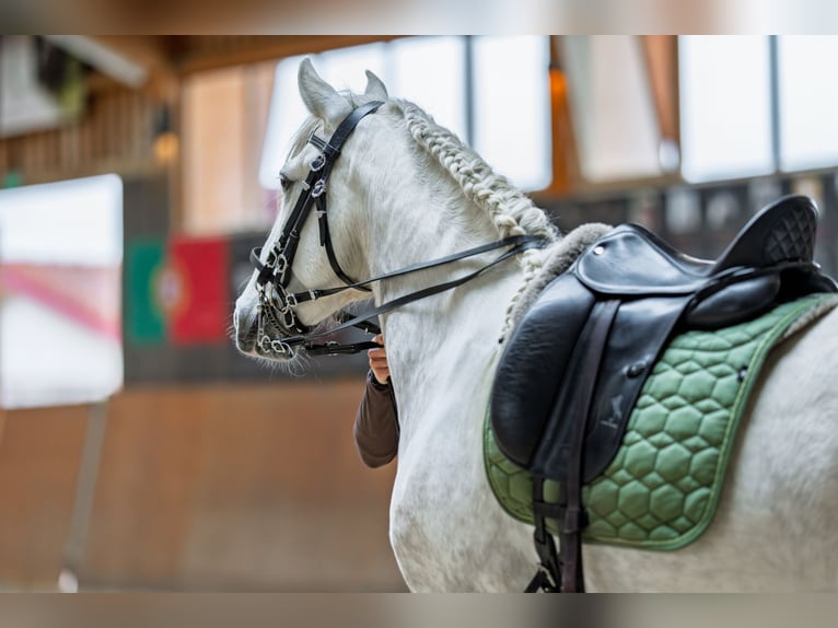 Deine Chance - Morgenroth Premium Sattel