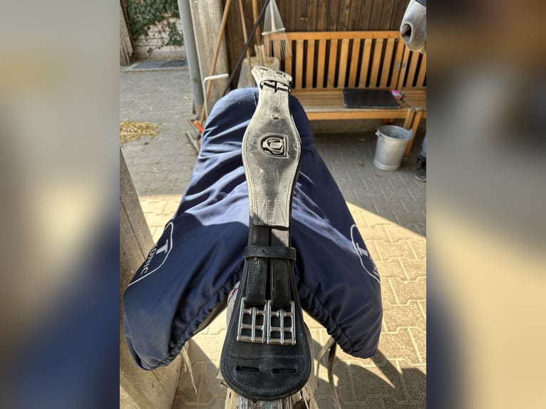 Dressage Evolution EVOD02 17" Schwarz/Lack