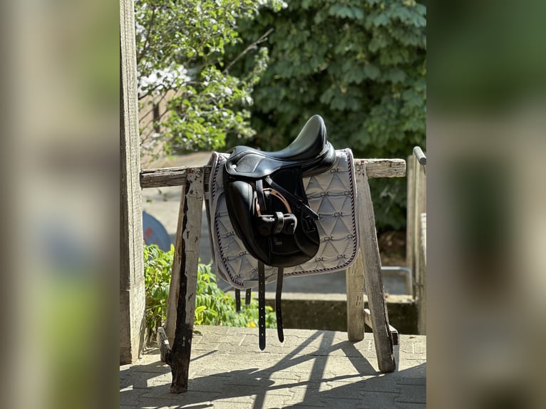 Dressage Evolution EVOD02 17" Schwarz/Lack