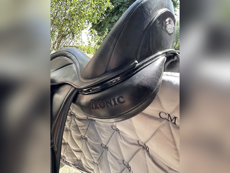 Dressage Evolution EVOD02 17" Schwarz/Lack