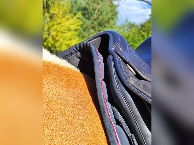 Dressur Sattel physioflex Emotion 18" horsemate 