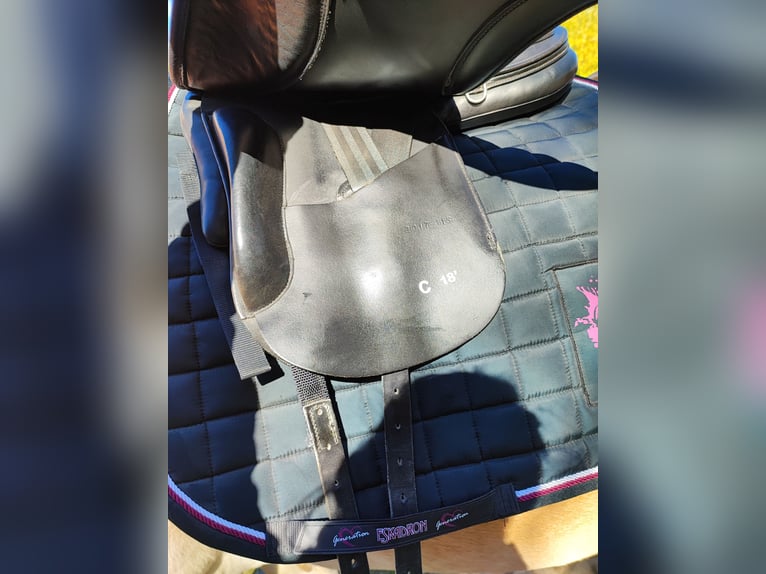 Dressur Sattel physioflex Emotion 18" horsemate 