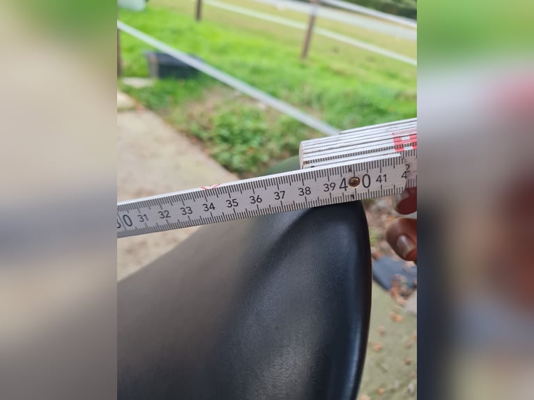 Dressursattel 17 Zoll  neu Dressurpferd reiten
