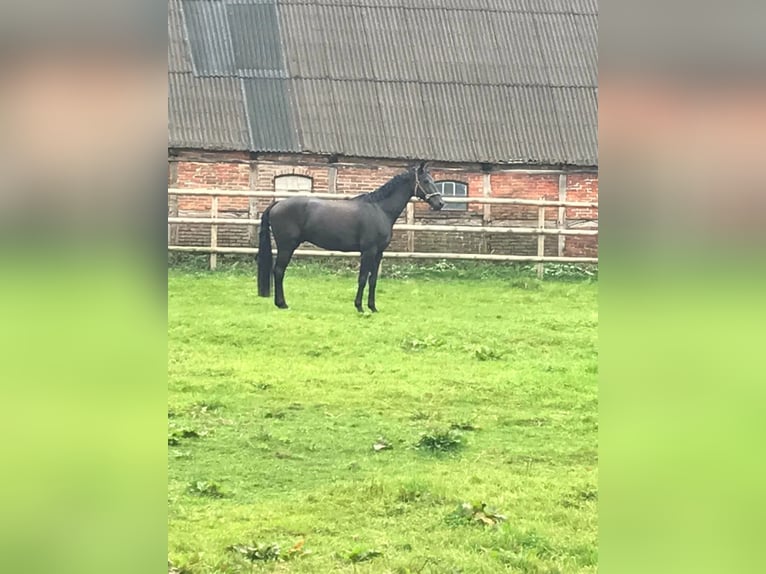 Dressursattel 17,5" Monoblatt – Zadelatelier Schutte – anpassbar – Top Zustand