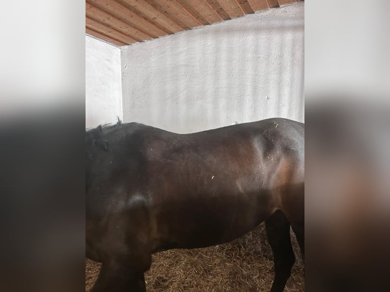 Dressursattel Amerigo Cervia II Schwarz 17,5 / 4 (wie neu!)