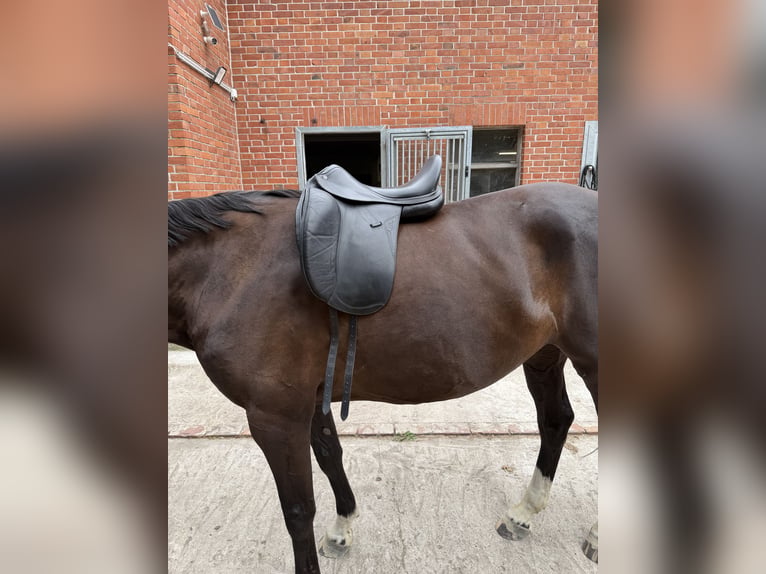 Dressursattel , Equiline Elite E7, 17“